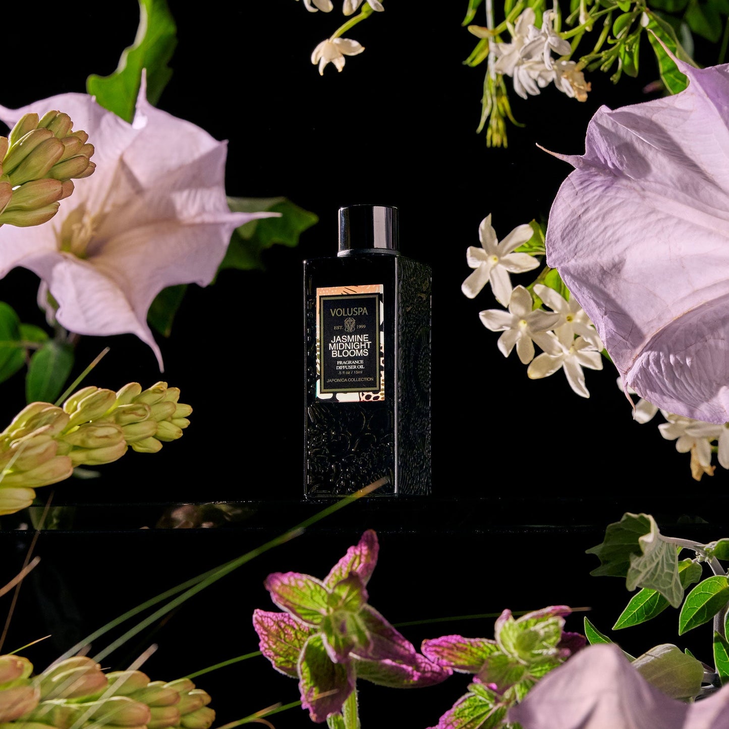 Jasmine Midnight Blooms